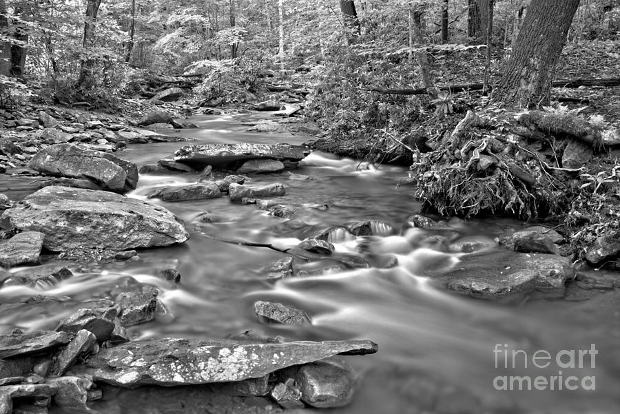 Streaming Through Forbes State Forest Black And White Photograph by Adam Jewell