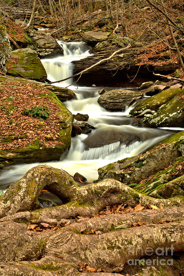 Waterfall Photograph - Streaming To The Roots by Adam Jewell