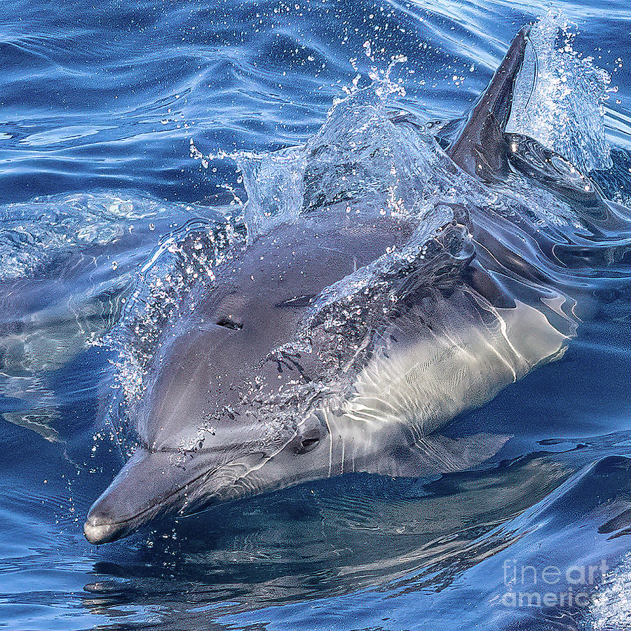 Streamlined Bottlenose Dolphin Photograph by Loriannah Hespe