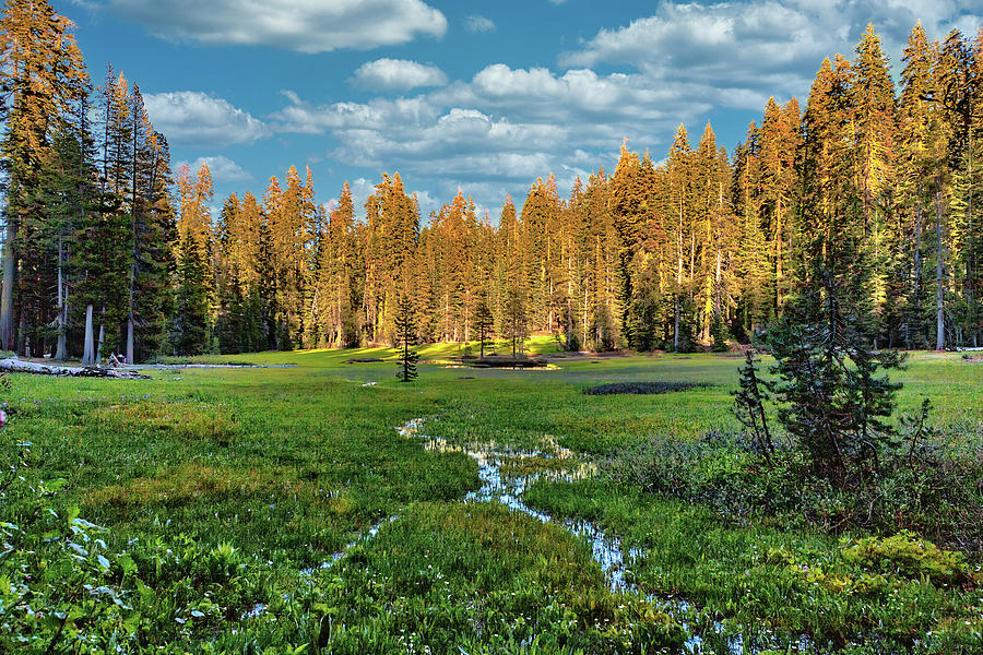 Streams in a Peaceful Meadow Photograph by Dan Carmichael
