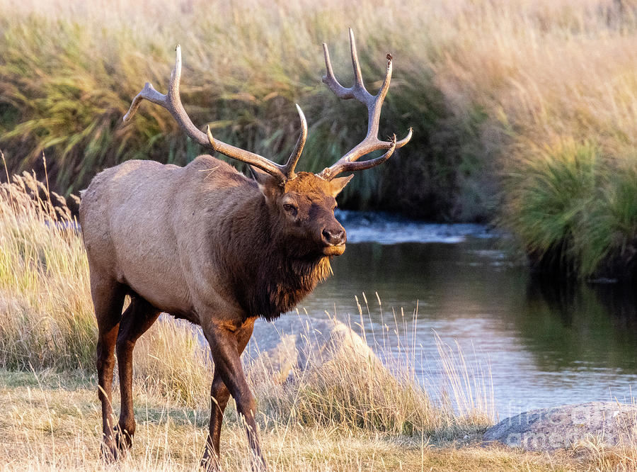 Streamside Bull In Rocky Mountain National Park Photograph