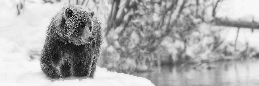 Streamside grizzly bear monochrome Photograph by Murray Rudd