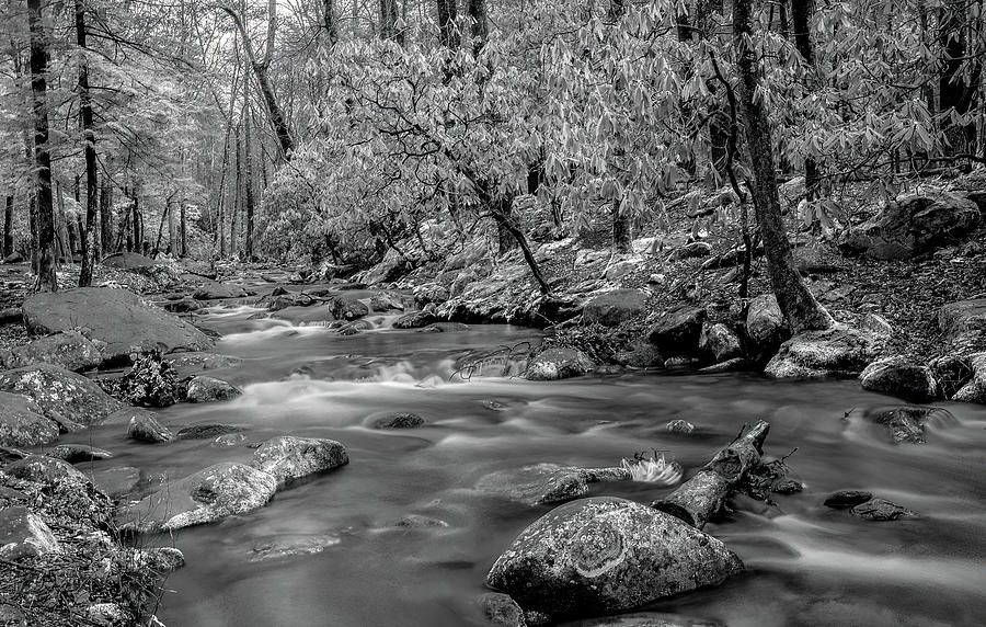 Streamside in Black and White, Great Smoky Mountains National Park Photograph by Marcy Wielfaert