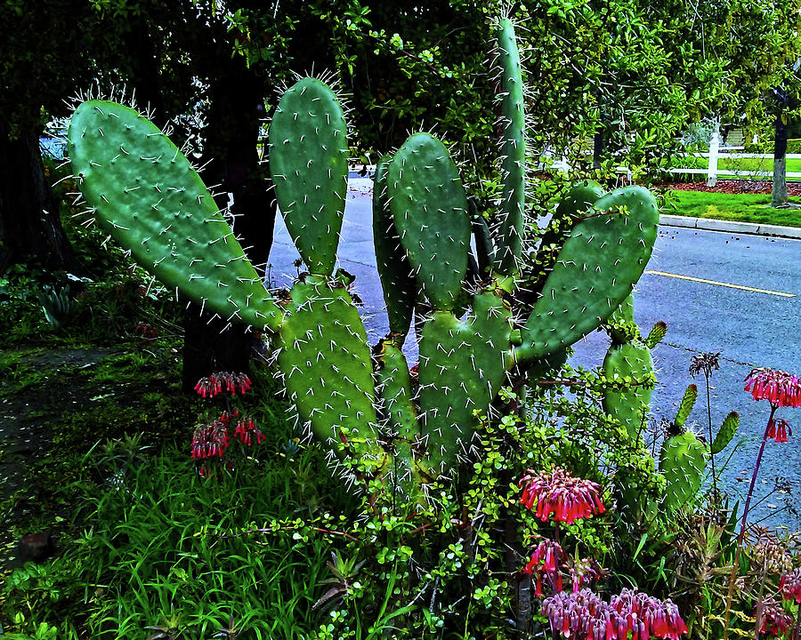Street Cactus Photograph by Andrew Lawrence