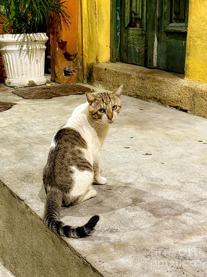 Street Cat by Colorful Wall Photograph - Street Cat in Colorful Rio by Leslie Brashear