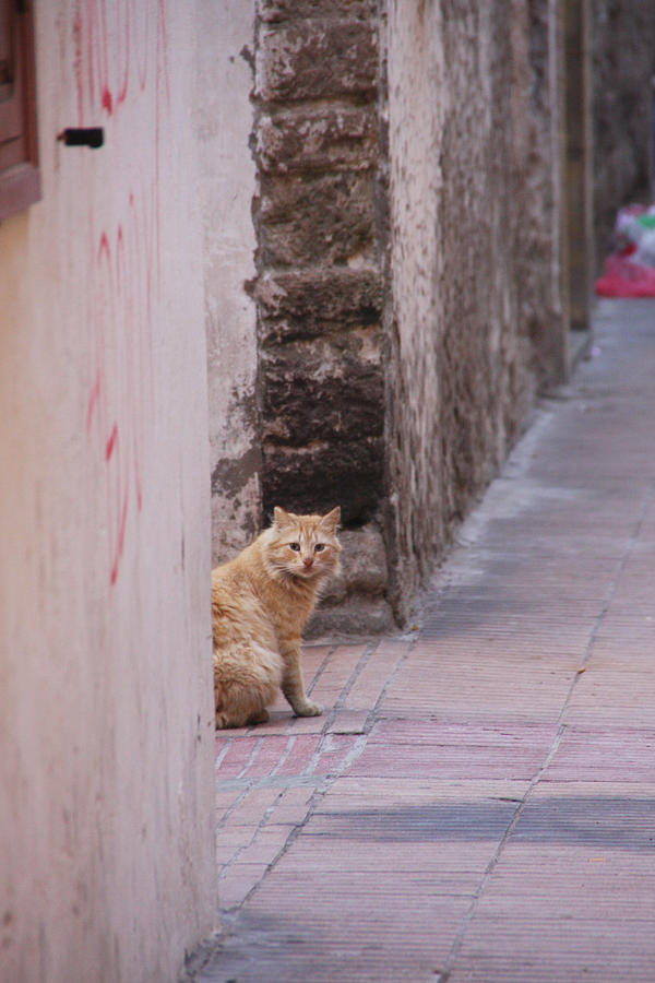 Street cat Photograph by Mgs