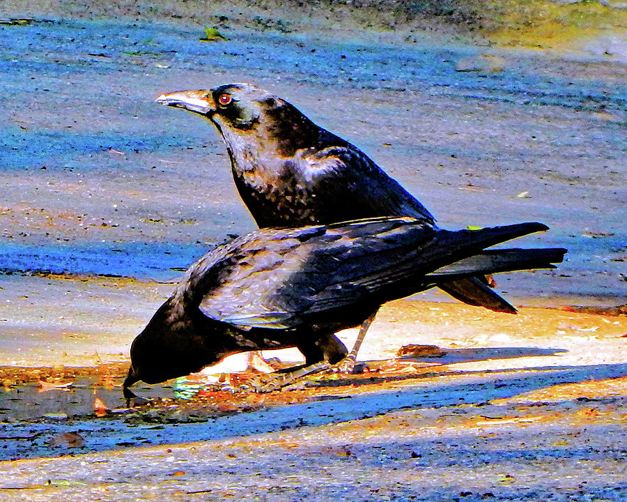 Street Crows Photograph by Andrew Lawrence