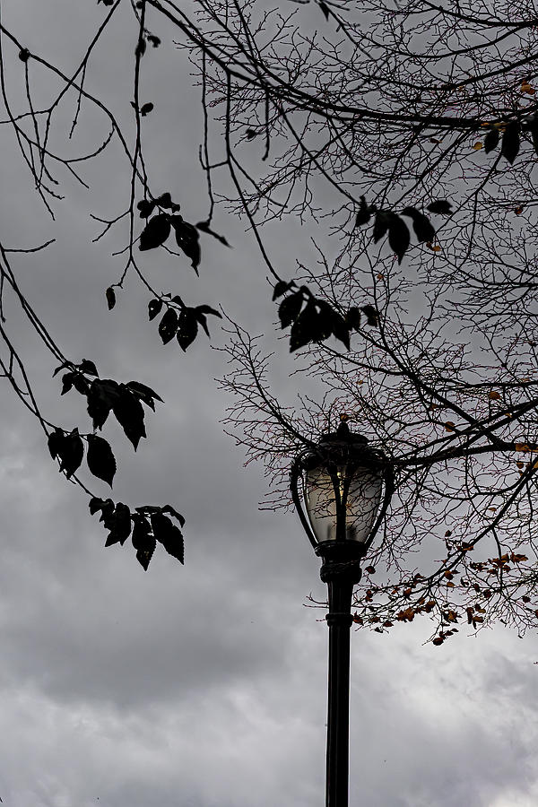 Street Light And Trees Photograph