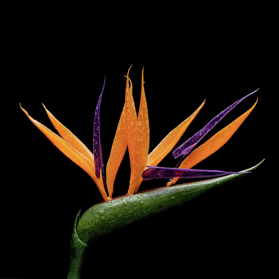 Strelitzia flower Photograph by Stefano Marelli - Fine Art America