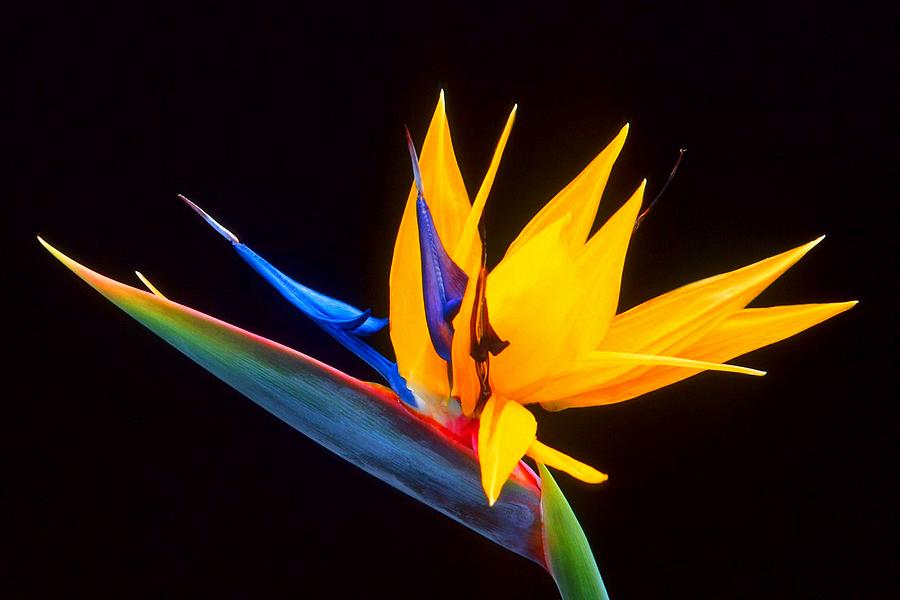 Strelitzia Isolated On Black Background Photography Painting by Taiche Acrylic Art