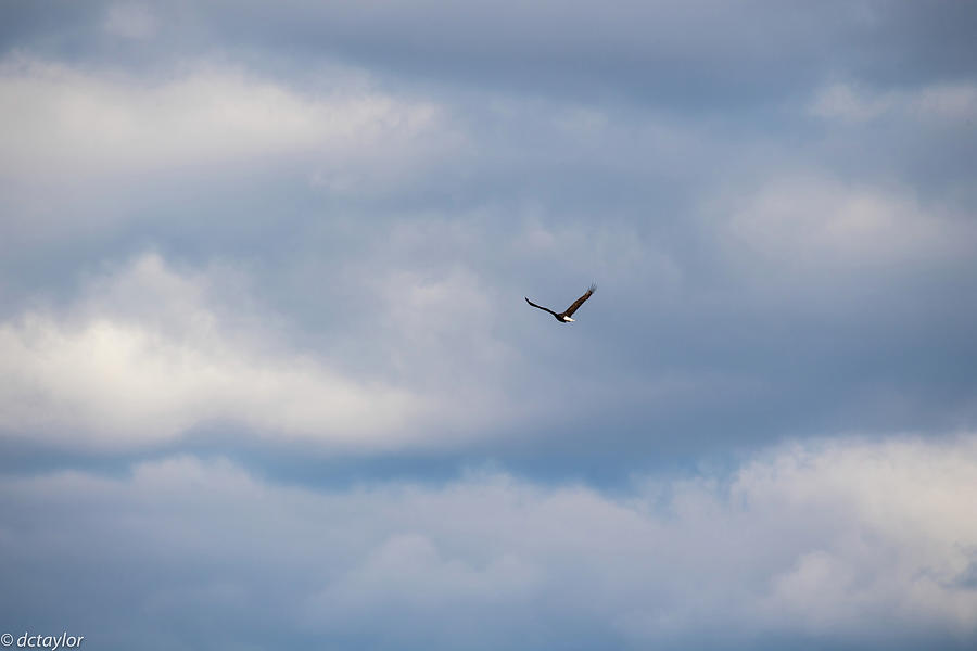 Strength and Perseverance Photograph by David Taylor - Fine Art America