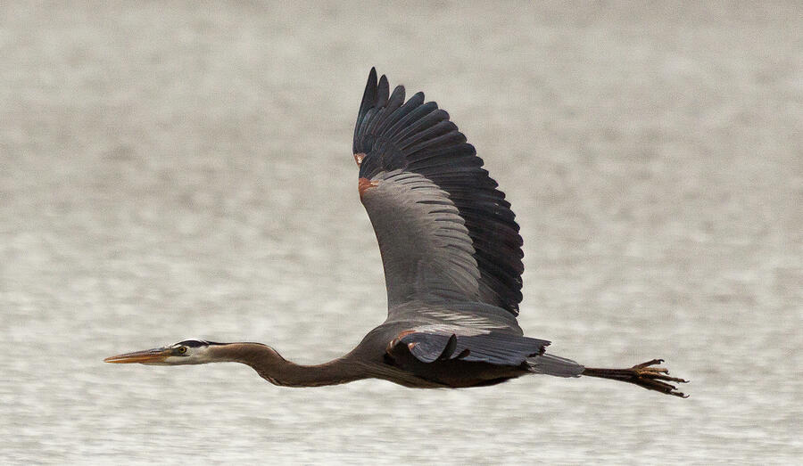 Strength in Flight A Heron Taking Wing Photograph by Lisa Arview Strength in Flight A Heron Taking Wing Photograph by Lisa Arview