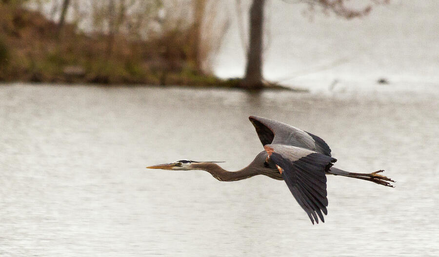 Strength in Flight A Herons Art Photograph by Lisa Arview Strength in Flight A Herons Art Photograph by Lisa Arview