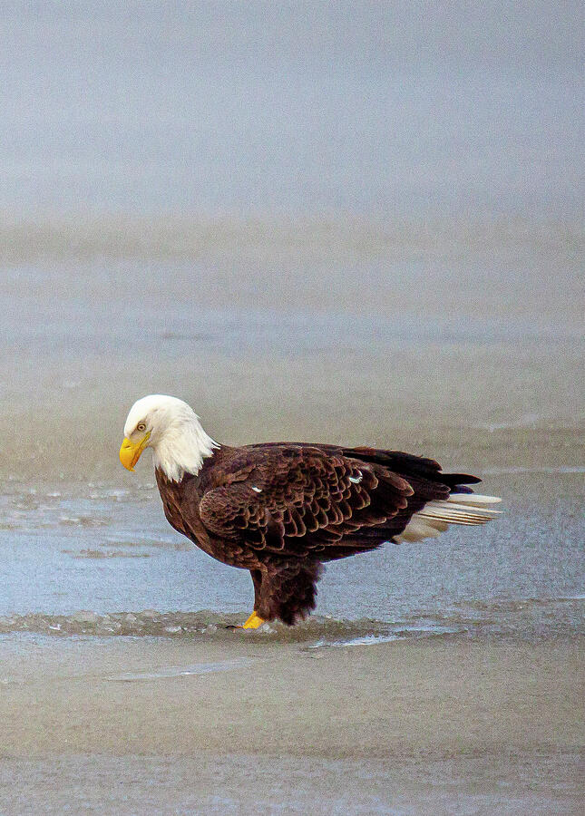 Strength in Stillness The American Bald Eagle Photograph by Lisa Arview Strength in Stillness The American Bald Eagle Photograph by Lisa Arview
