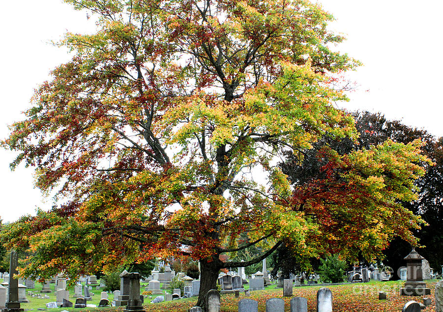 Tree Photograph - Stretched Out Over Death by Frances Ferland