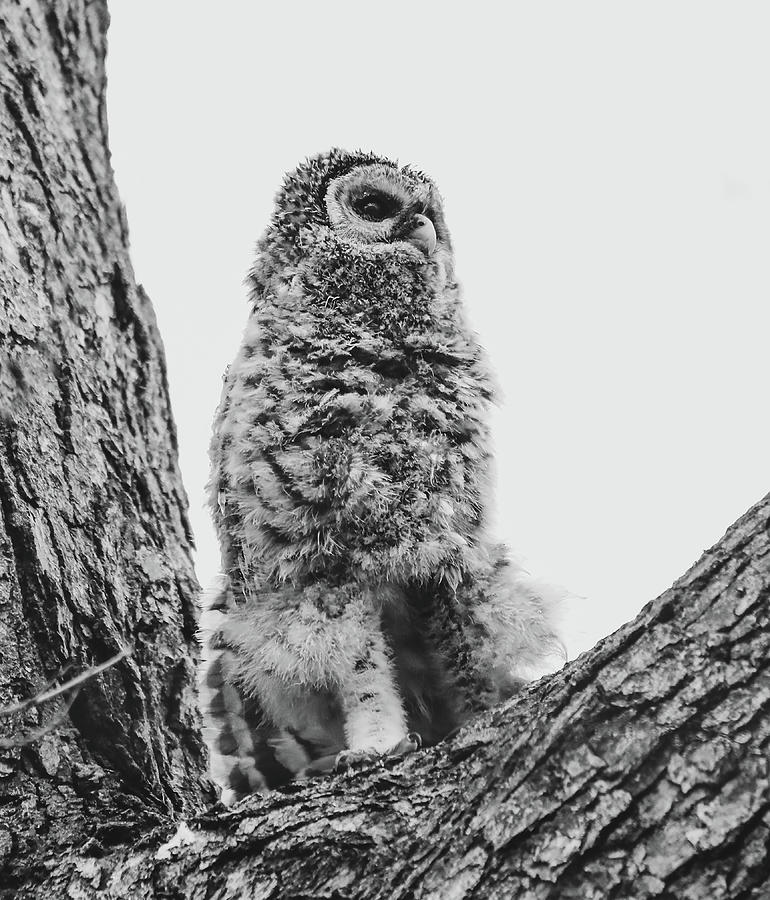 Stretching Barred Owl Black And White Photograph by Dan Sproul