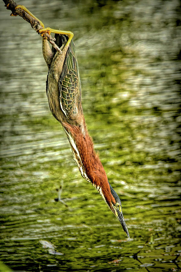 Stretching For The Catch Photograph by Don Durfee
