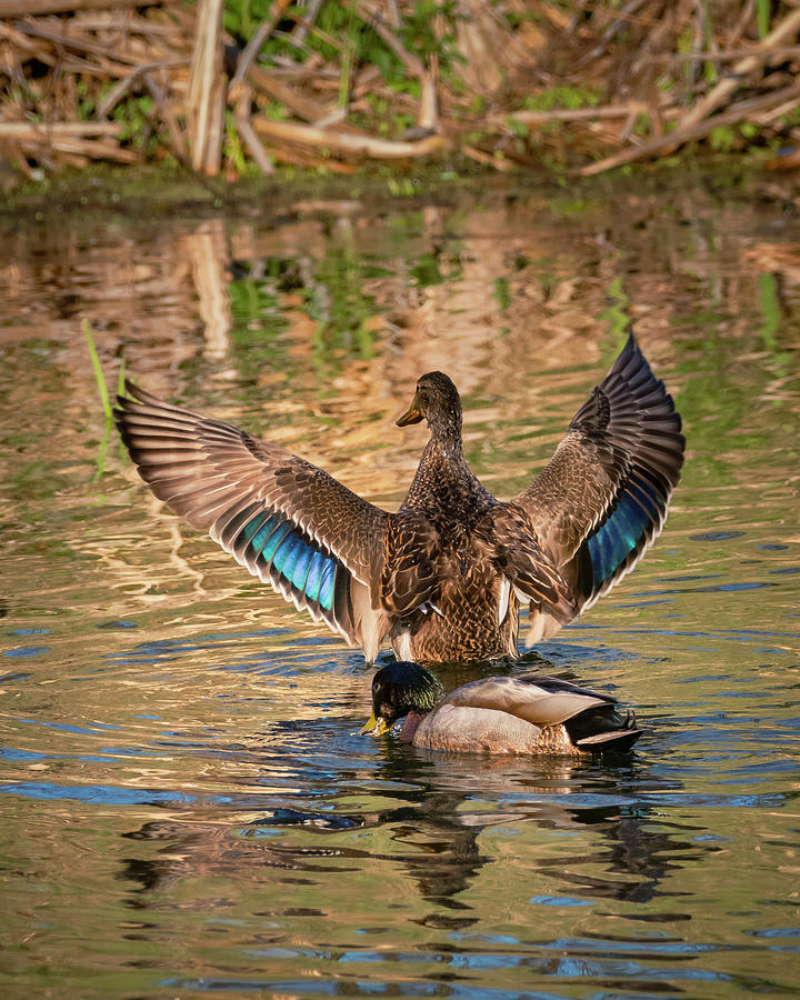 Stretching Her Wings Photograph by Sean OHare | Fine Art America