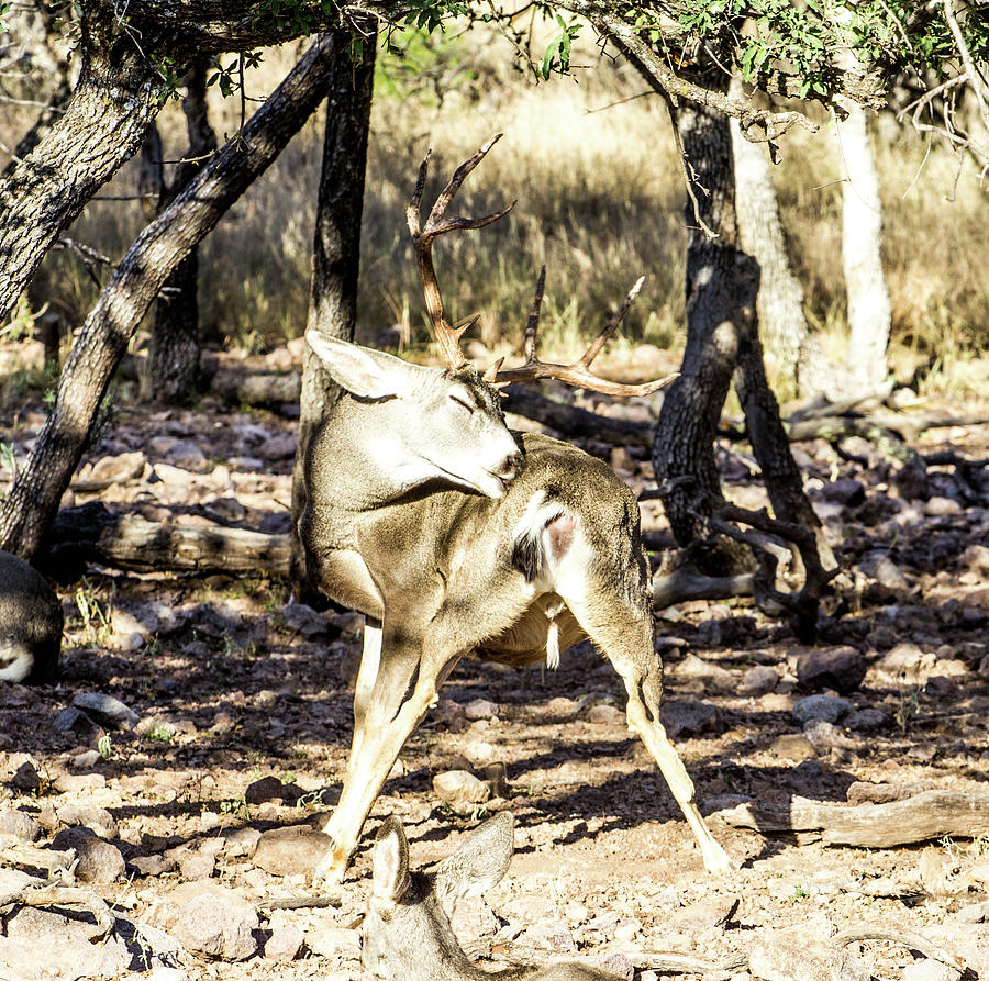 Stretching - Mule Deer Buck Photograph