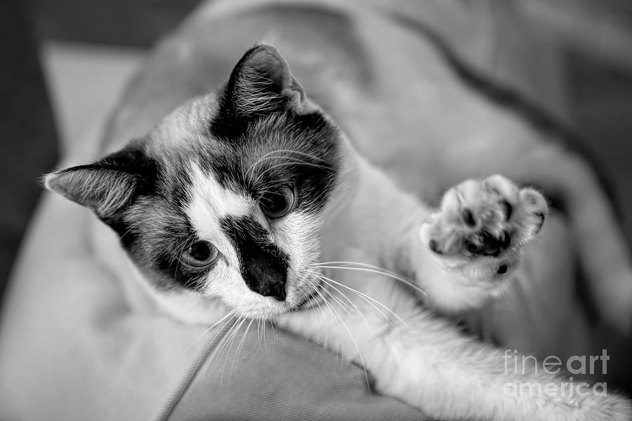 Stretching Snowshoe Cat Bw Photograph By Elisabeth Lucas