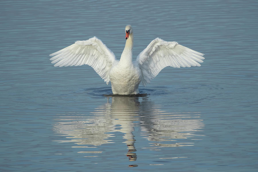 Stretching swan Photograph by Kevin Sawford - Fine Art America