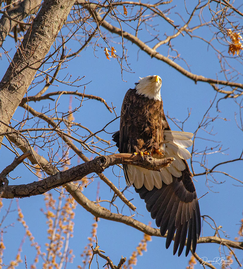 Stretching Wings Photograph by Dennis Bean - Fine Art America