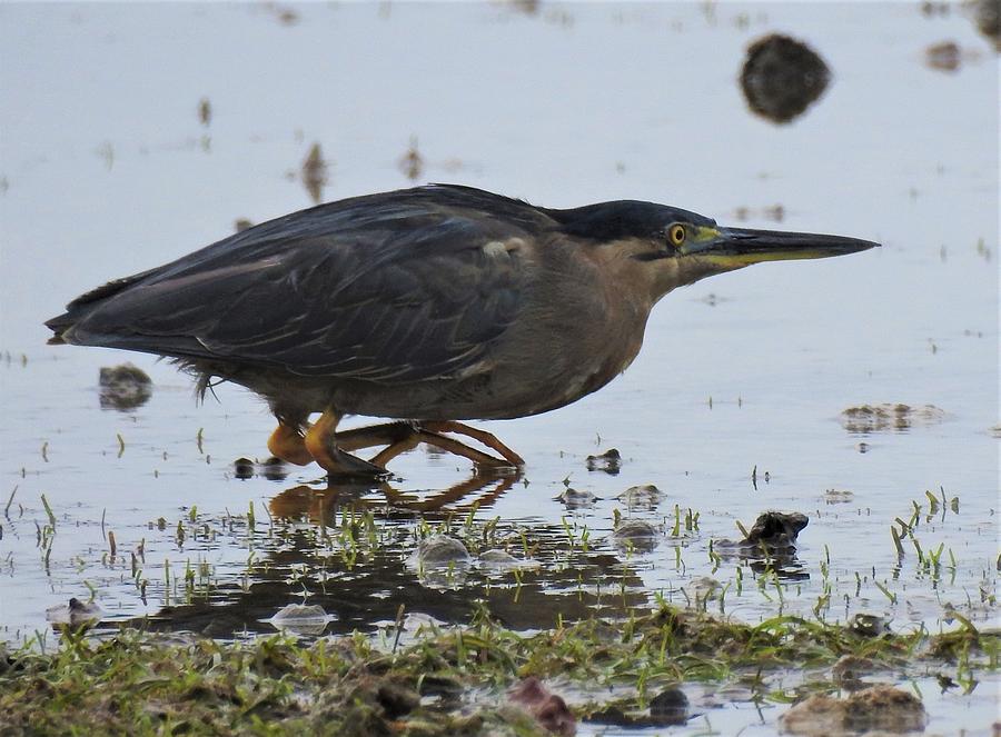 Striated heron Photograph by Athol KLIEVE - Fine Art America