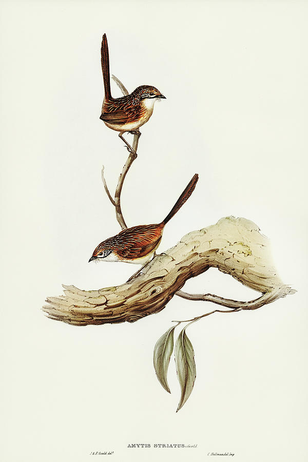 John Gould Drawing - Striated Wren, Amytis striatus by John Gould