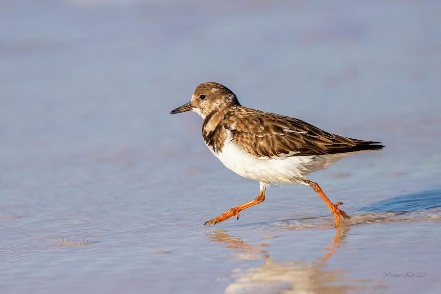 Strider Photograph by Winona Whitaker