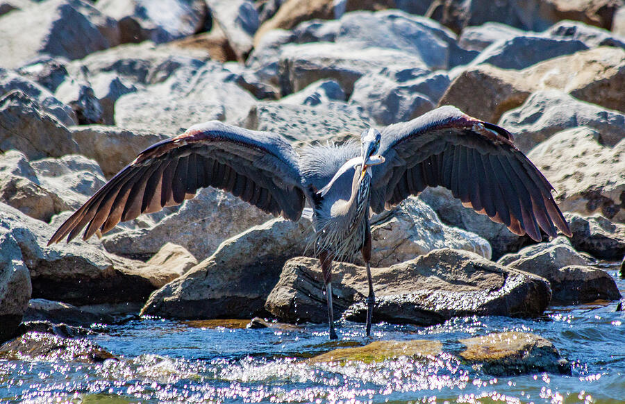 Strike of Precision The Herons Hunt Photograph by Lisa Arview Strike of Precision The Herons Hunt Photograph by Lisa Arview