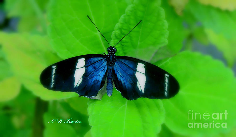 Striking Blue and Black Butterfly with Contrasting Background