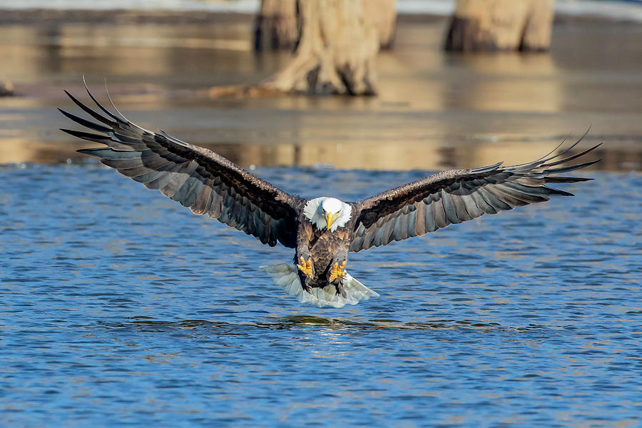 Striking Eagle Photograph by David Horst Pixels