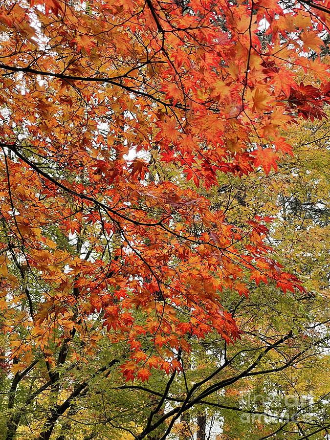 Striking Fall Maple Leaves Photograph by Carol Groenen