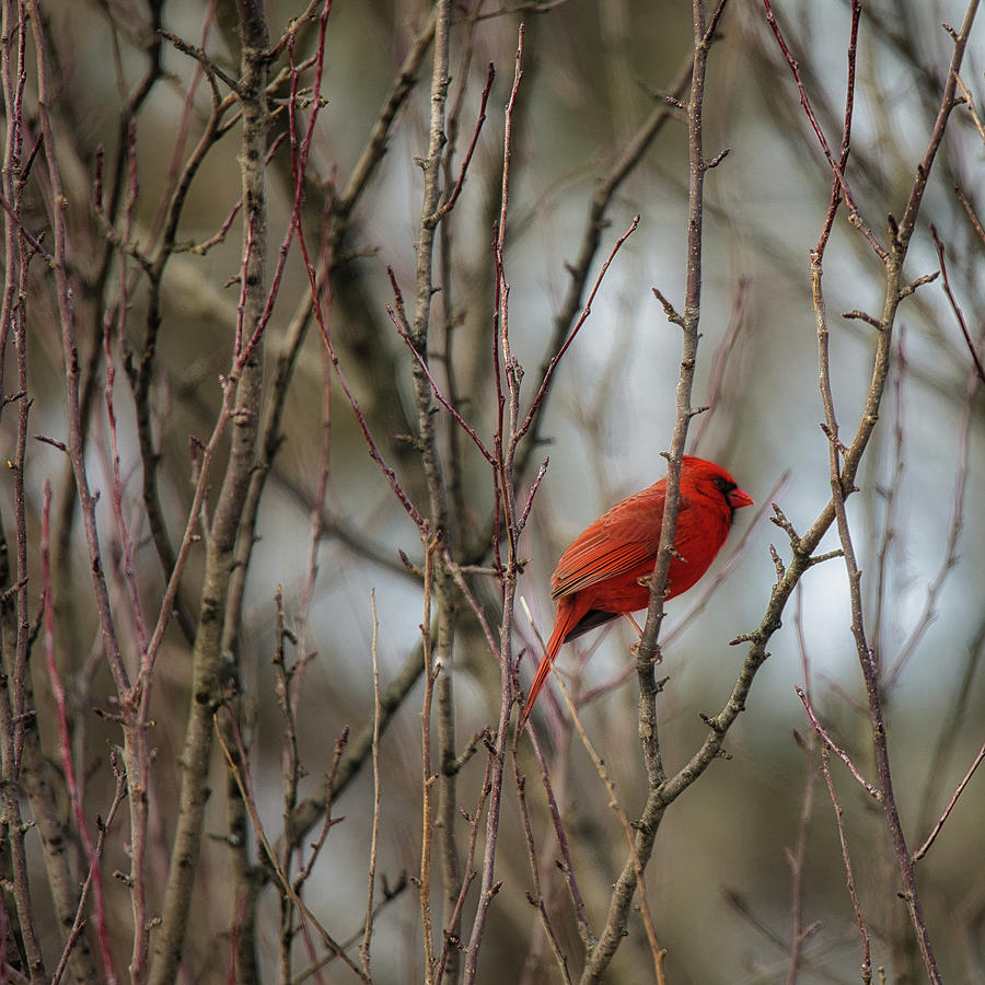 Striking Male Cardinal Photograph by Scott Burd