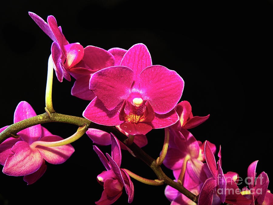 Striking Orchid Cascade Photograph by Amy Dundon