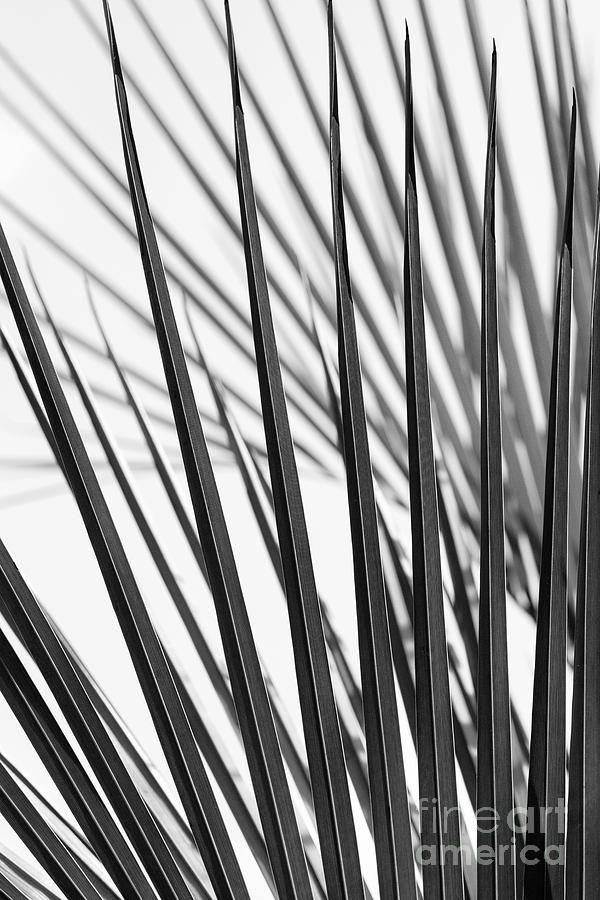 Striking Palm Black and White Photograph by Tim Gainey