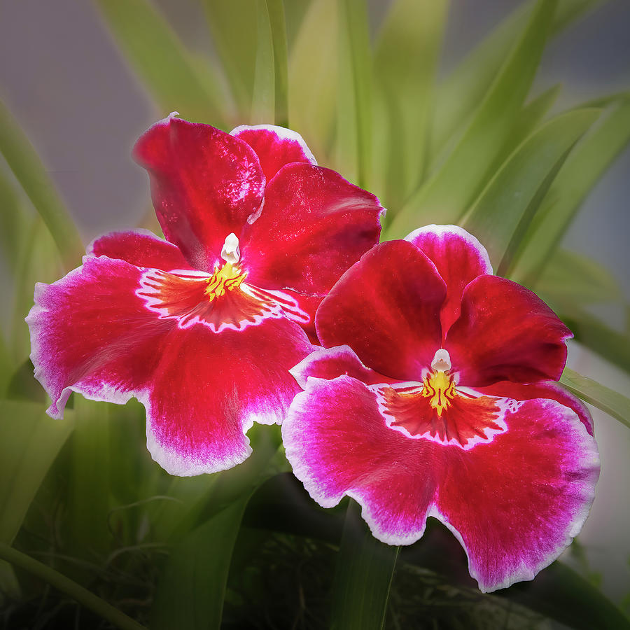 Striking Pansy Orchids Photograph by Elvira Peretsman