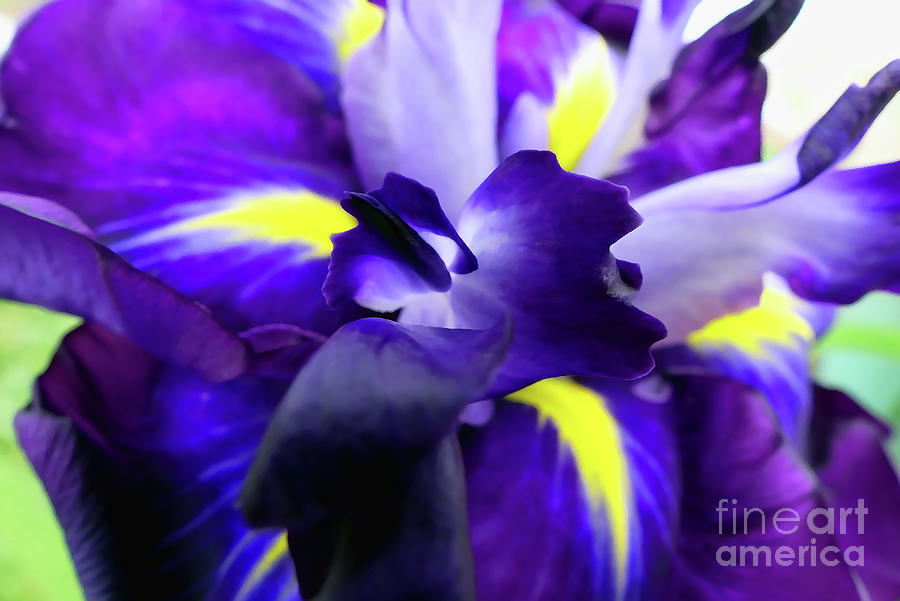 Striking Purple Iris Photograph by Amy Dundon