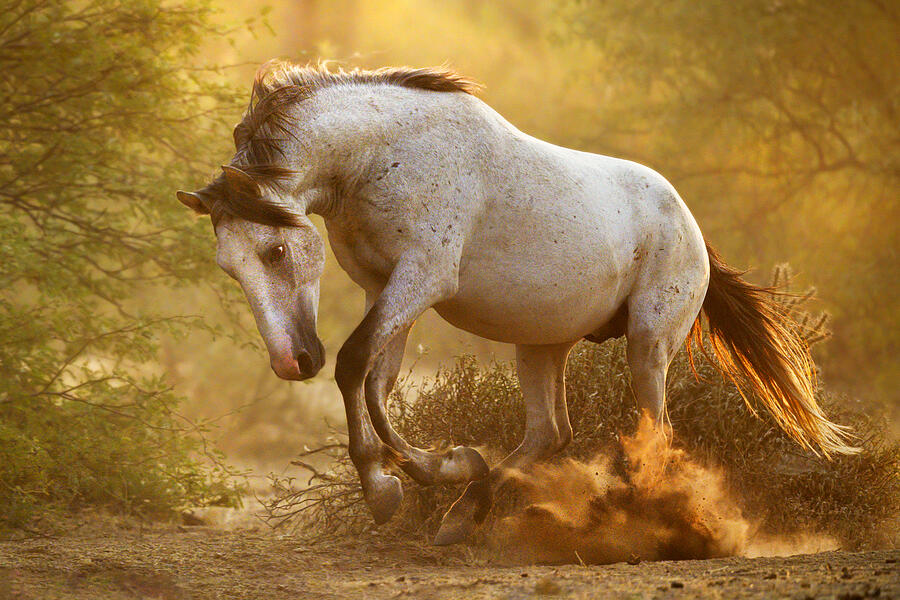 Striking Stallion. Photograph by Paul Martin