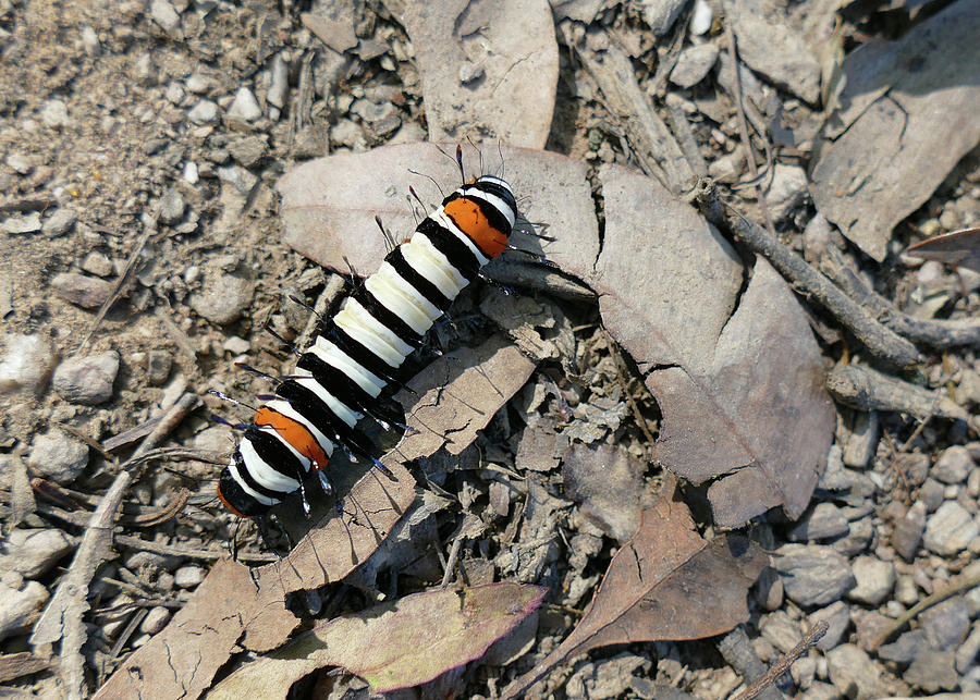Striking Striped Caterpillar Photograph by Maryse Jansen