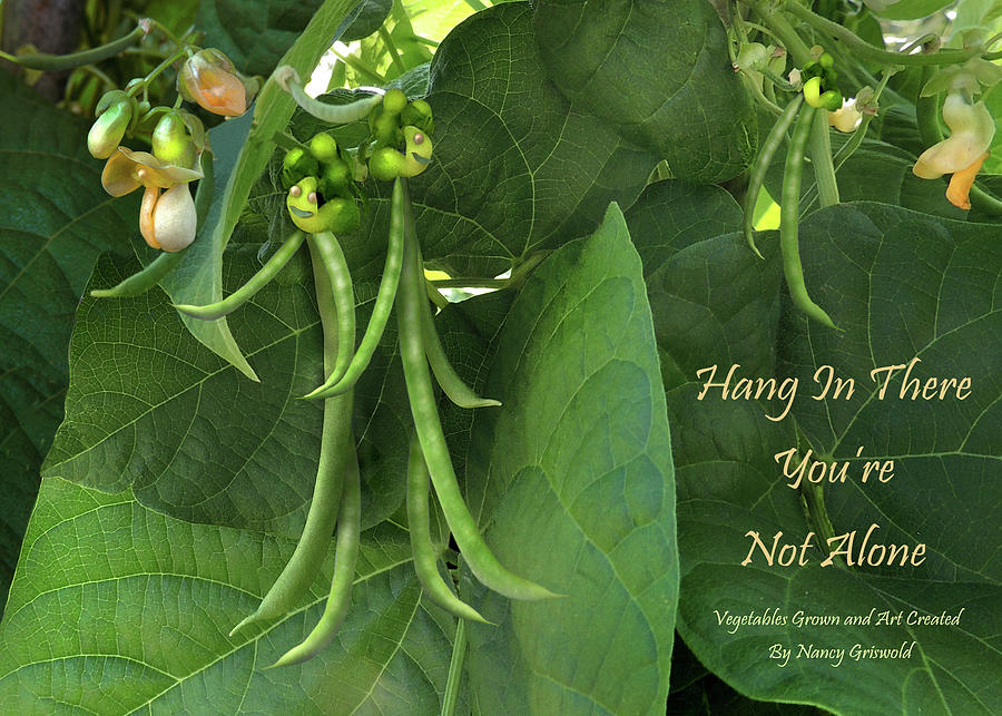 String Bean Wisdom Photograph by Nancy Griswold