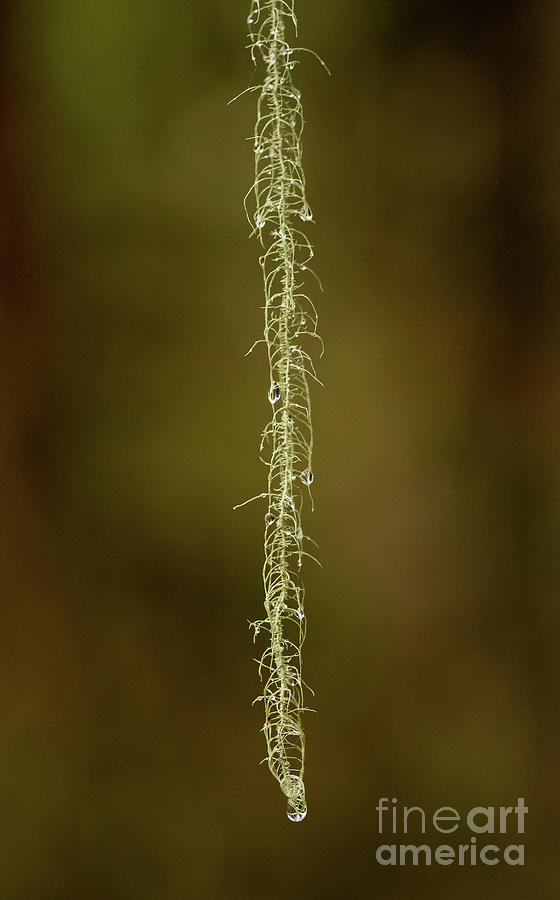 String Moss Detail Photograph by Nick Boren