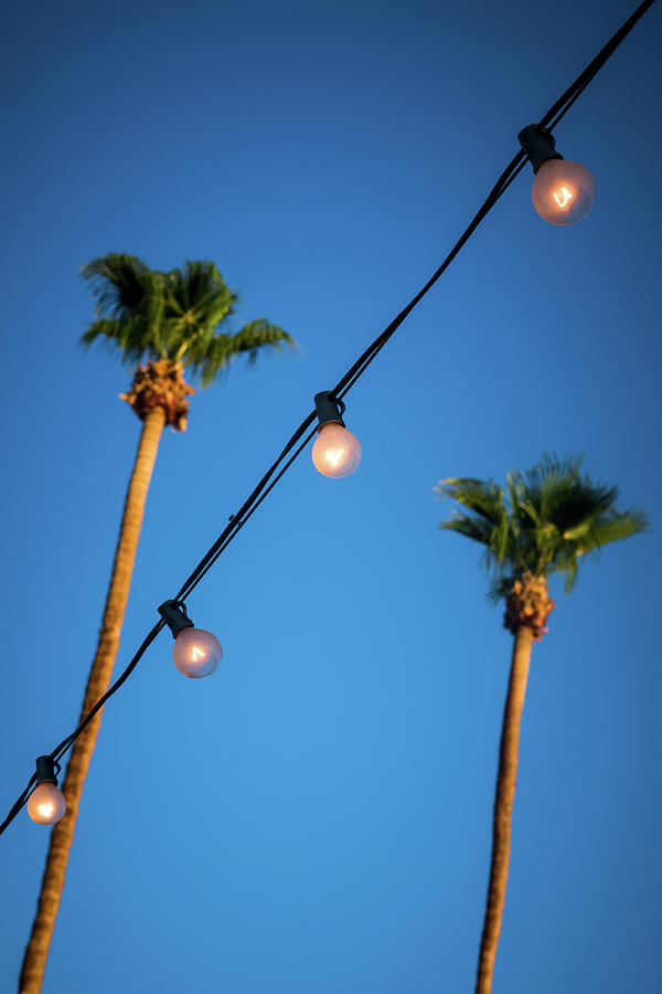 String Of Light Bulbs With Palm Trees In The Background Vertical