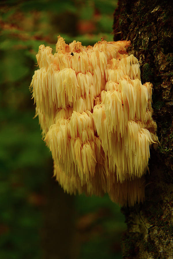 Stringy Mushroom Photograph by Raymond Salani III
