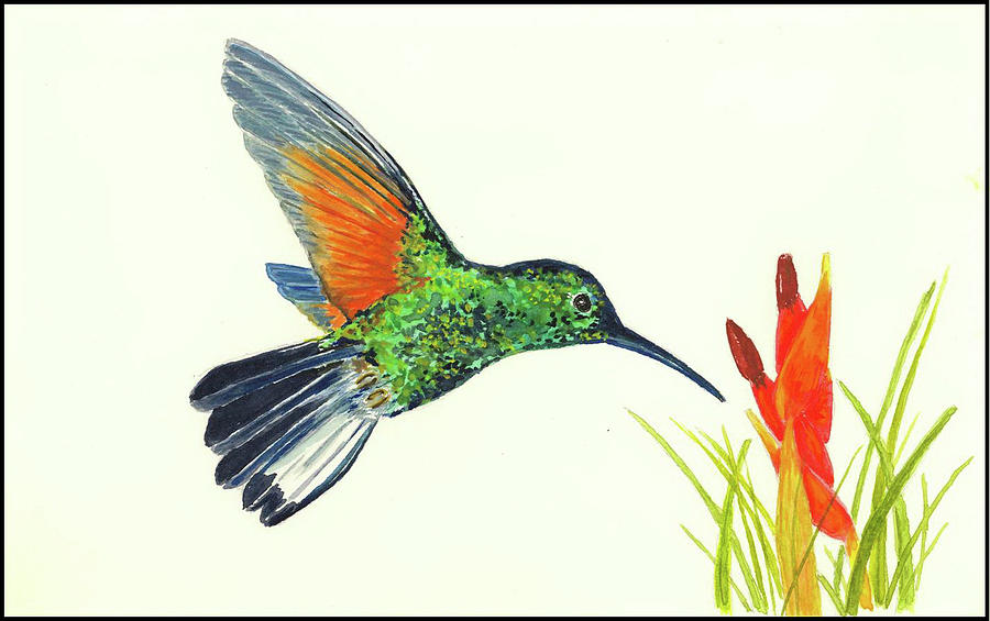 Hummingbird Painting - Stripe Tailed Hummingbird by Michael Vigliotti