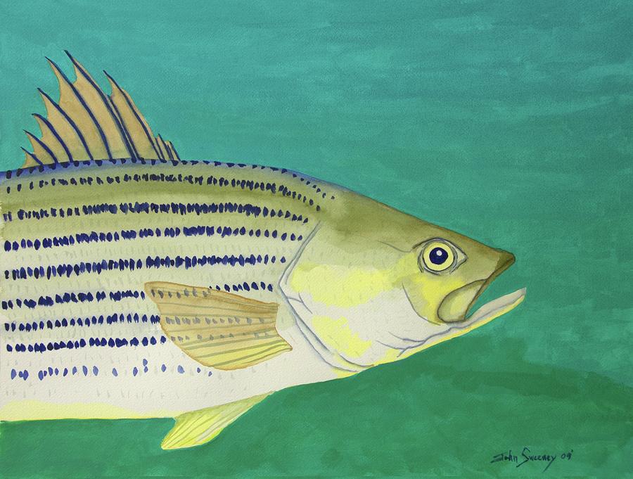 Striped Bass Profile WC Painting by John Sweeney