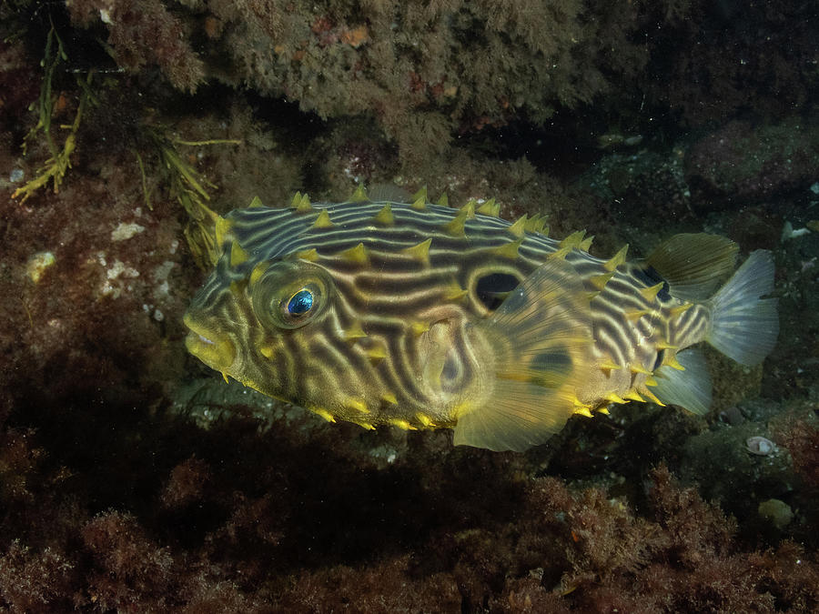 Striped burrfish Photograph by Brian Weber
