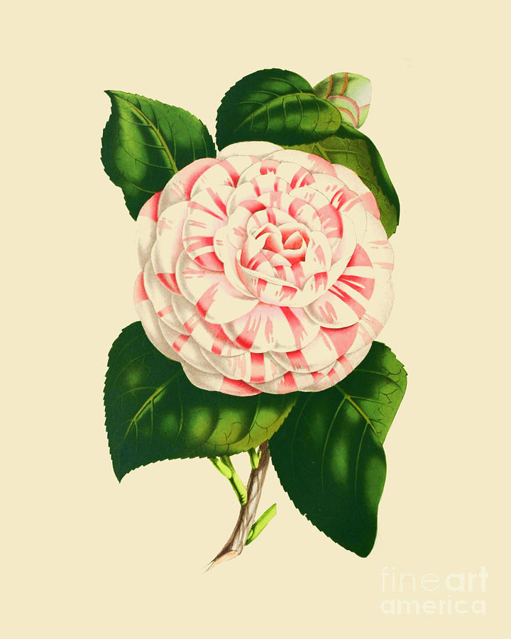 Flower Digital Art - Striped Camellia by Madame Memento