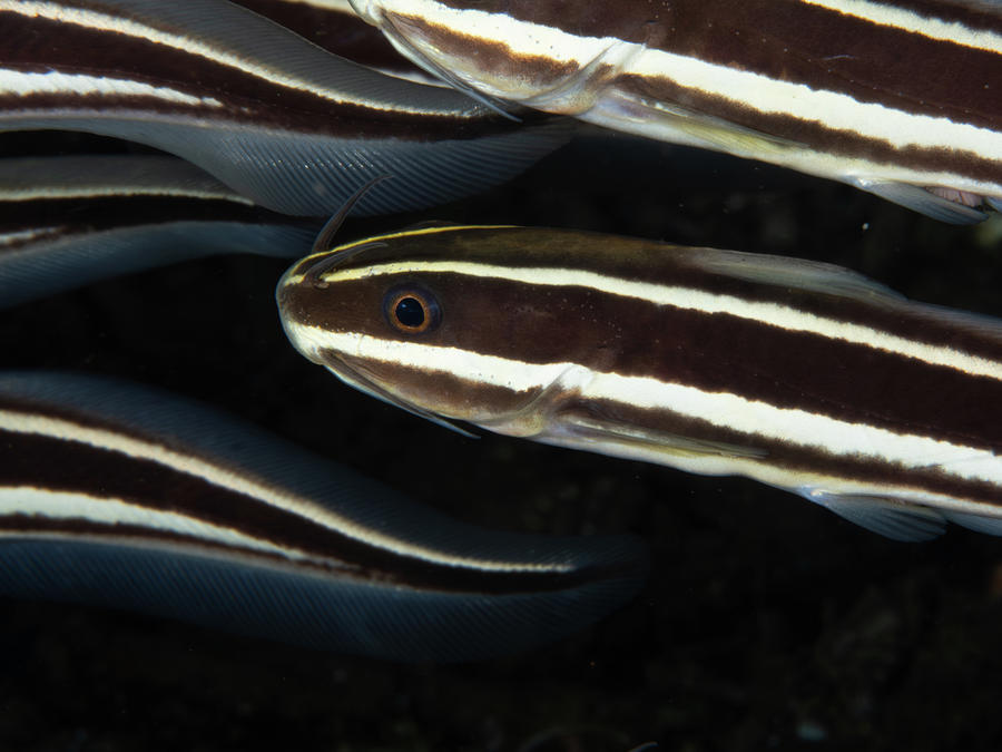 Striped Eel Catfish Photograph by Brian Weber