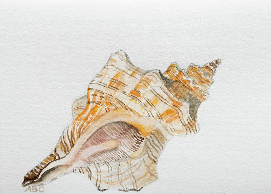 Striped Fox Conch Shell Painting by Alice Crane - Fine Art America